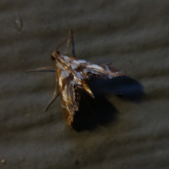 Chrysendeton medicinalis