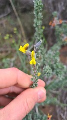 Crotalarieae