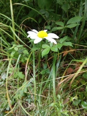 Leucanthemum