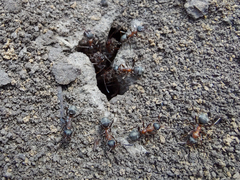 Formicinae