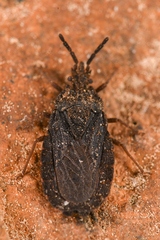 Aradus heidemanni