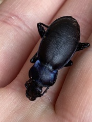 Carabus violaceus