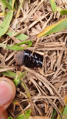 Blaberidae