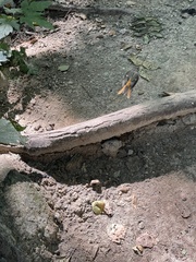 Phoenicurus auroreus