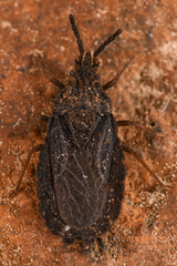 Aradus heidemanni