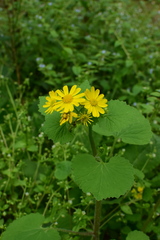 Sinosenecio oldhamianus