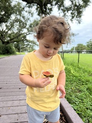 Hortiboletus campestris