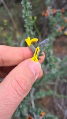 Crotalarieae