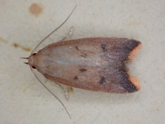 Tachystola acroxantha