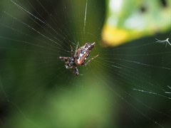 Cyclosa