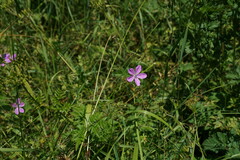 Geranium asphodeloides