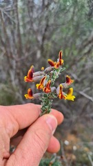 Crotalarieae