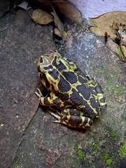 Sclerophrys pantherina
