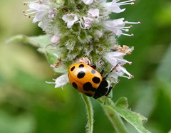 Ceratomegilla notata