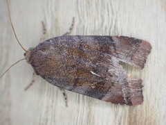 Noctua janthina