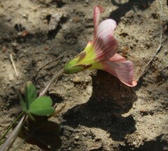 Oxalis obtusa