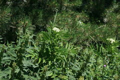 Sambucus ebulus