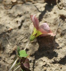 Oxalis obtusa