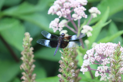 Libellula luctuosa
