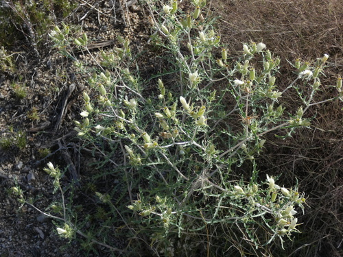 Image of Mentzelia multiflora by (c) bmasinton, some rights reserved (CC BY-SA)