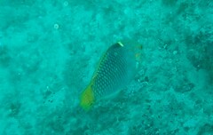 Halichoeres hortulanus