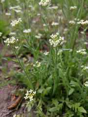 Capsella bursa-pastoris