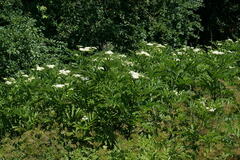 Sambucus ebulus