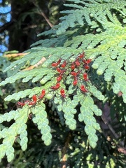 Leptoglossus phyllopus