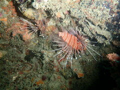 Pterois antennata