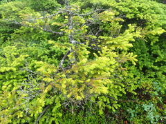 Picea jezoensis hondoensis