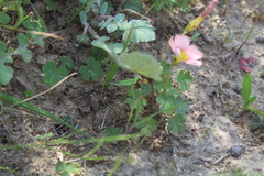 Oxalis obtusa