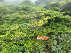 Picea jezoensis hondoensis