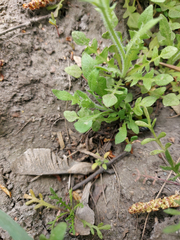 Capsella bursa-pastoris