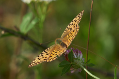 Argynnis adippe