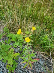 Oenothera indecora