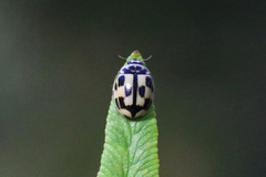 Propylea quatuordecimpunctata
