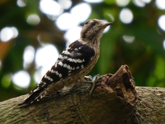 Yungipicus canicapillus