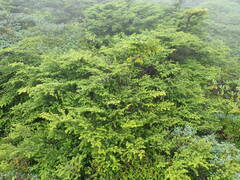 Picea jezoensis hondoensis