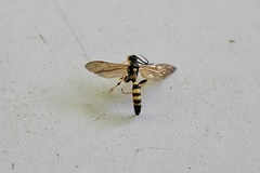 Ichneumon annulatorius