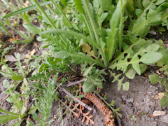 Capsella bursa-pastoris