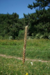 Hordeum bulbosum