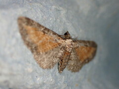 Eupithecia icterata