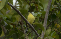 Todirostrum cinereum