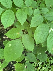 Melioides