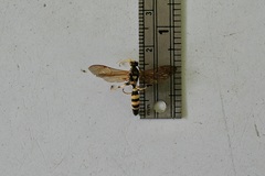 Ichneumon annulatorius