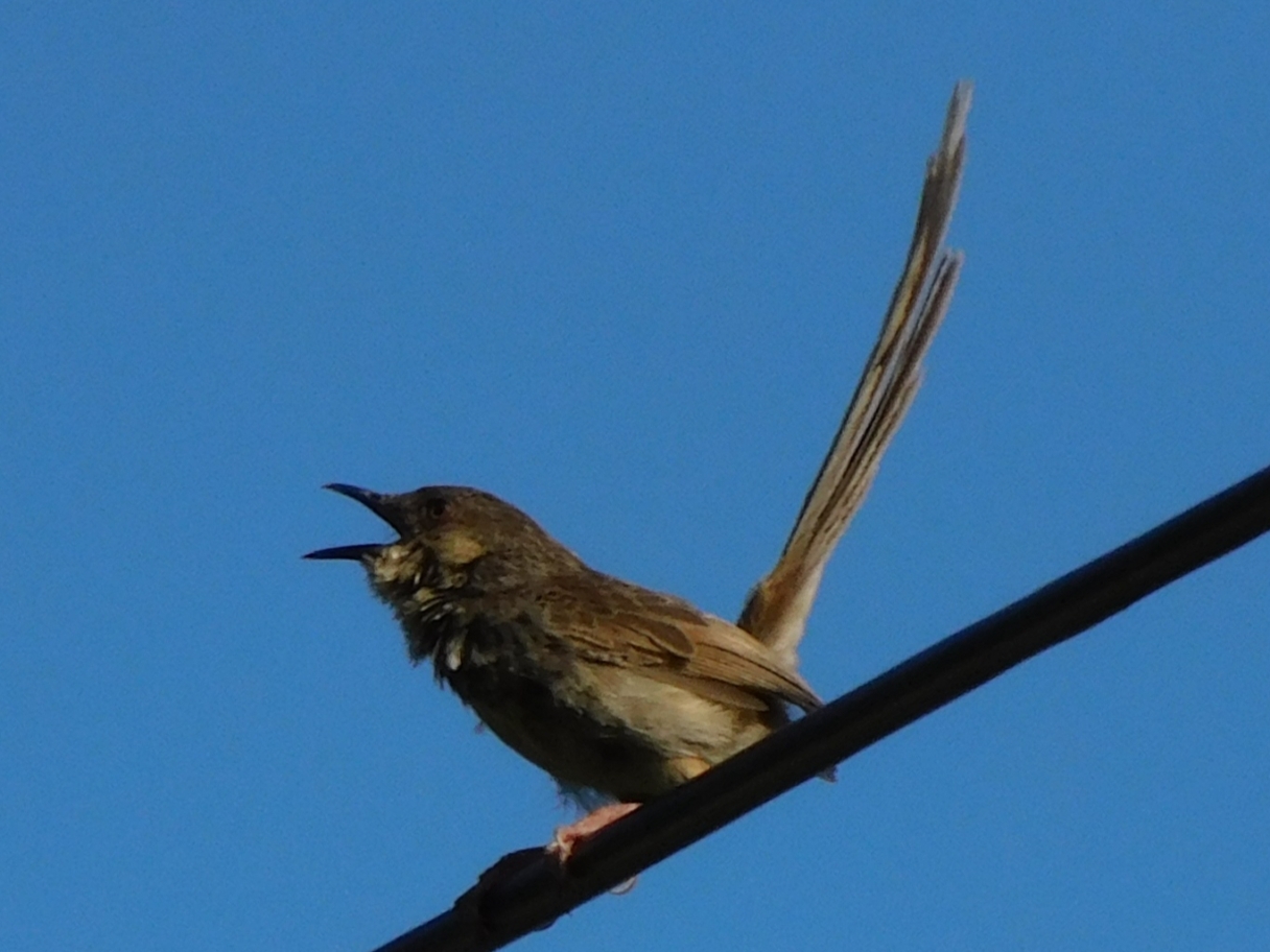 Himalayan Prinia