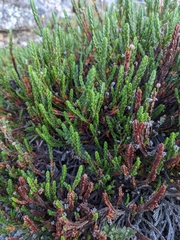 Cassiope tetragona