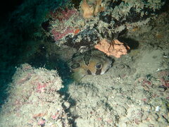 Diodon liturosus
