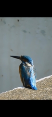 Alcedo atthis