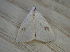 Rivula sericealis